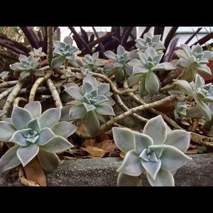 Meet your Posher, Mallory